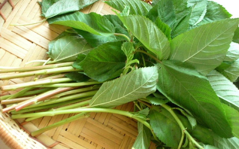 Người Việt ai cũng chê loại rau này, nhưng khá sốc vì công dụng 'thần kỳ' mà nó đem lại  - Ảnh 2
